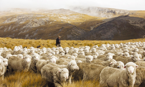 マウントクックなどの山間で育った羊
