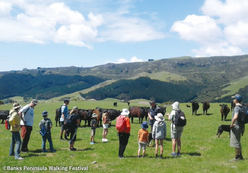 Banks Peninsula Walking Festival