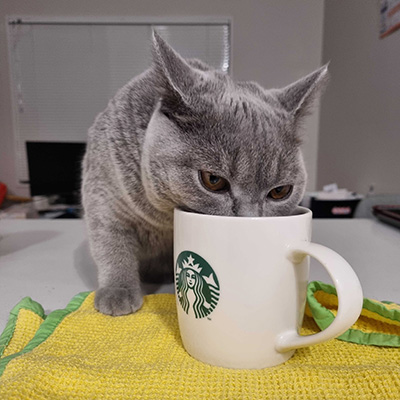 マグカップが好きなネコ