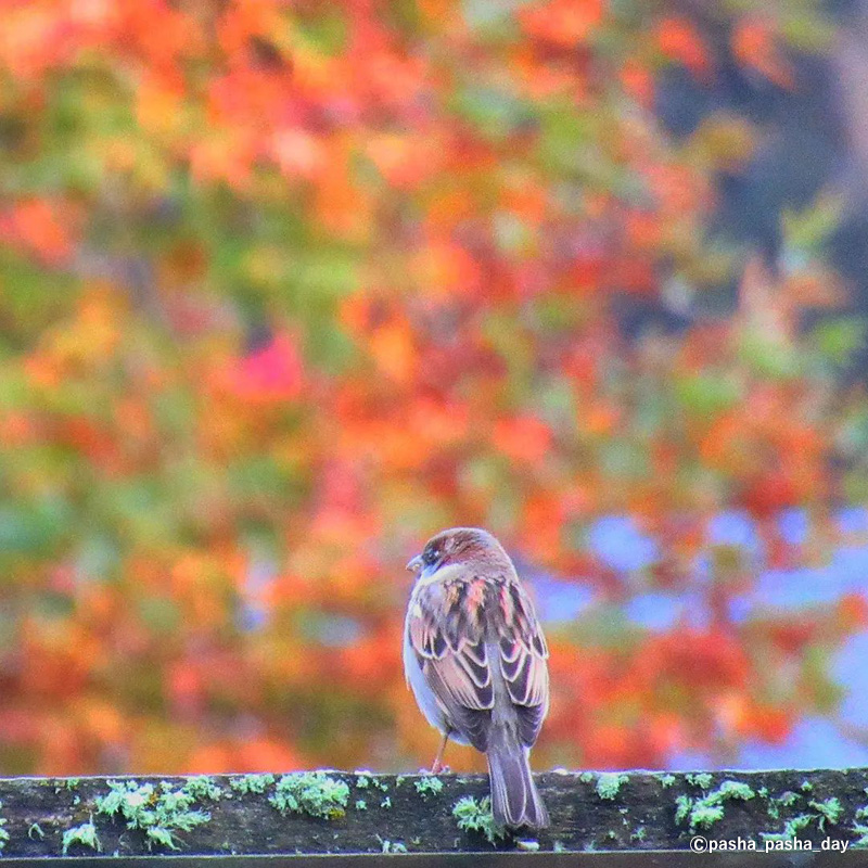 Sparrow in the late autumn colours