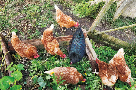 鶏もパーマカルチャーの大切な一員