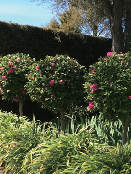 Camellia ‘Debbie’