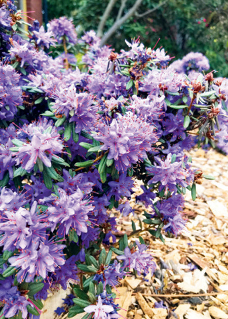 バイオレットカラーのシャクナゲ(Rhododendron)