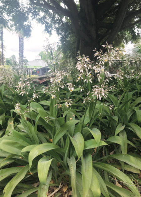 New Zealand rock lily