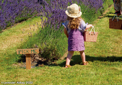 Pick Your Own Lavender