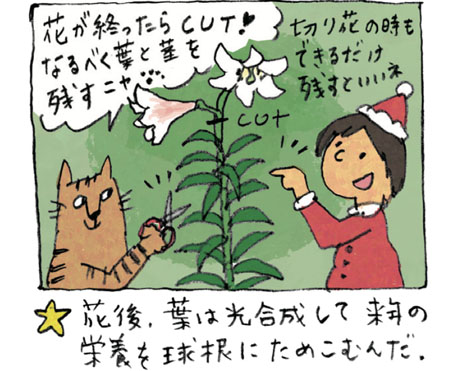 開花後、葉は光合成して来年の栄養を球根にためこむんだ。