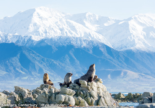 Blenheim - Kaikoura