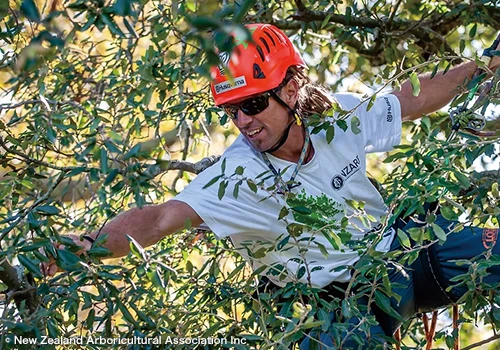 Auckland Tree Climbing Competition