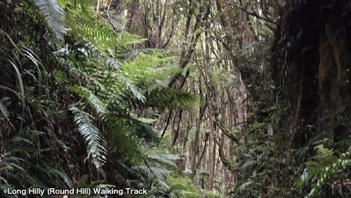 Long Hilly Track and Tihaka Beach Track