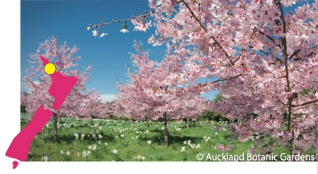 Botanic Gardens - Auckland