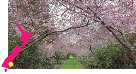 Botanic Garden, Cherry Walk  
