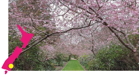 Botanic Garden, Cherry Walk
 