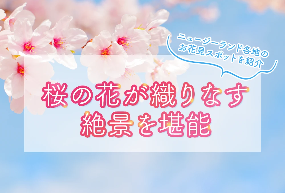 桜の花が織りなす 絶景を堪能 / ニュージーランド各地のお花見スポットを紹介