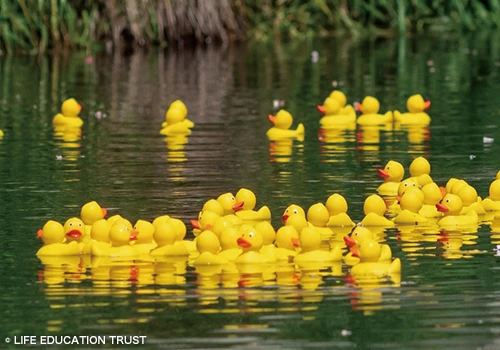 The Great Canterbury Duck Race 2023