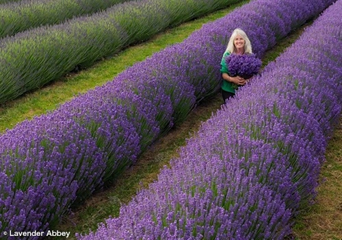 Pick Your Own Lavender