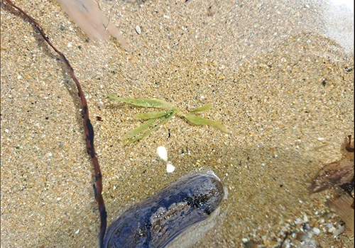 オークランド地域で2種類の外来種、緑藻カウレルパの生息が確認された。