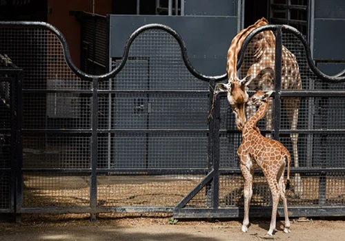 ウェリントン動物園内で、昨年11月末に生まれたばかりのキリンの赤ちゃんニア