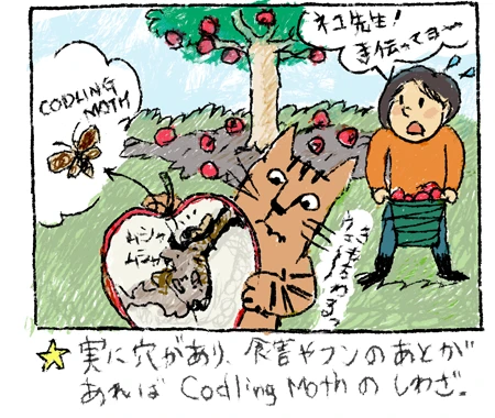 実に穴があり、食害やフンのあとがあればCodling Mothのしわざ。