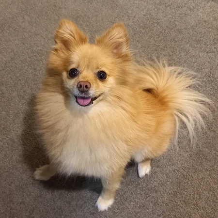 10. ウィニー:ポメラニアン