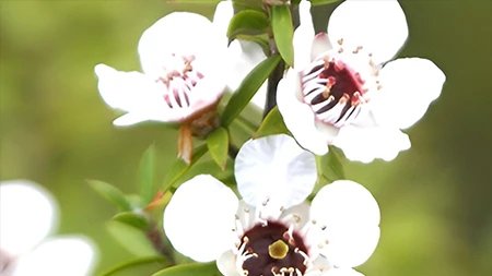 マヌカ Manuka