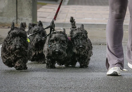 クライストチャーチおよびバンクス半島全域で新しい犬の管理ルールを施行
