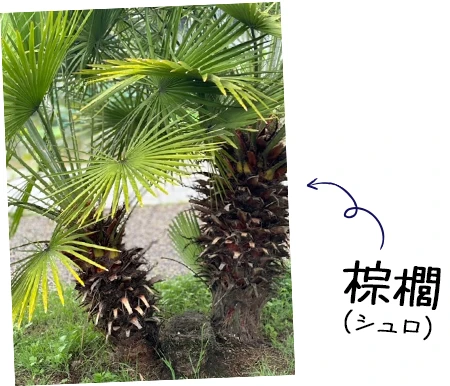 シュロの木
