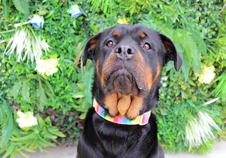 cap-left 保護犬マッチング支援「Puppy Love」