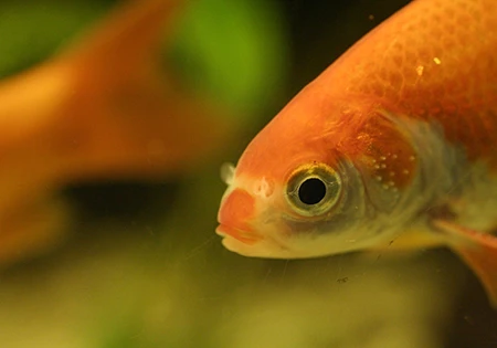 cap-left ウエスタン・スプリングスの水質改善と生態系復元