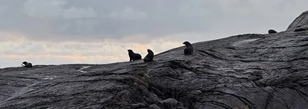 クルーズではイルカやオットセイなど野生動物に出会えるかもしれません！