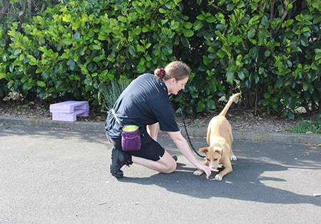 プケコヘ保護犬譲渡センター1周年の成果と課題