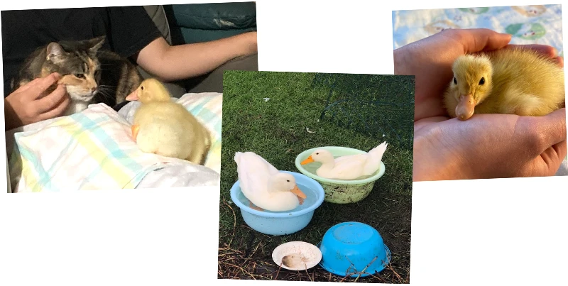 ミャウミャウ/エイ&トミ