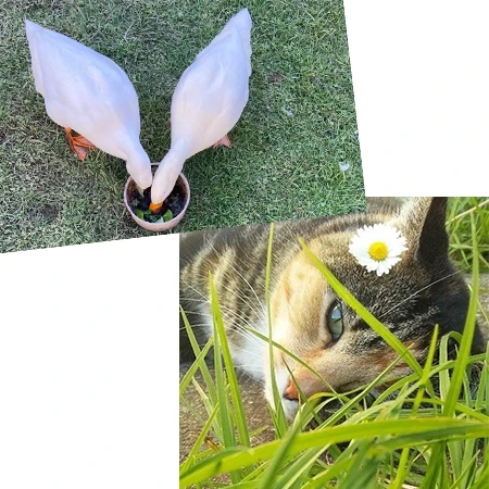 ミャウミャウ/エイ&トミ