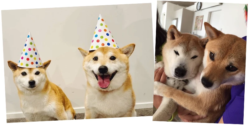 サクラ&ももじろう