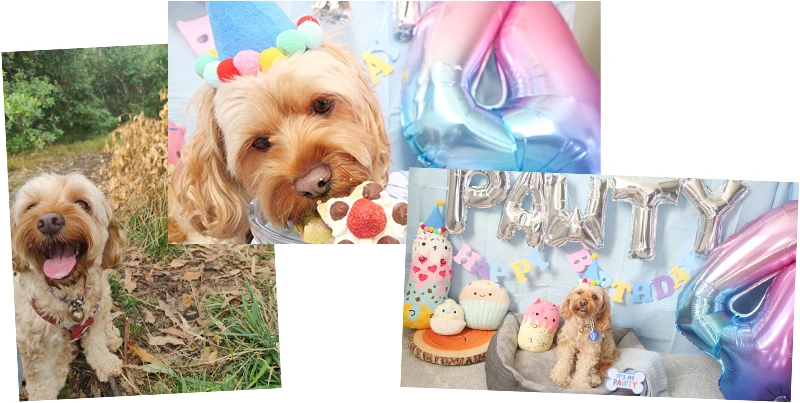 appy 4th Birthday Pawty !