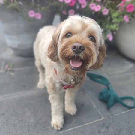 Lucky:Cavoodle