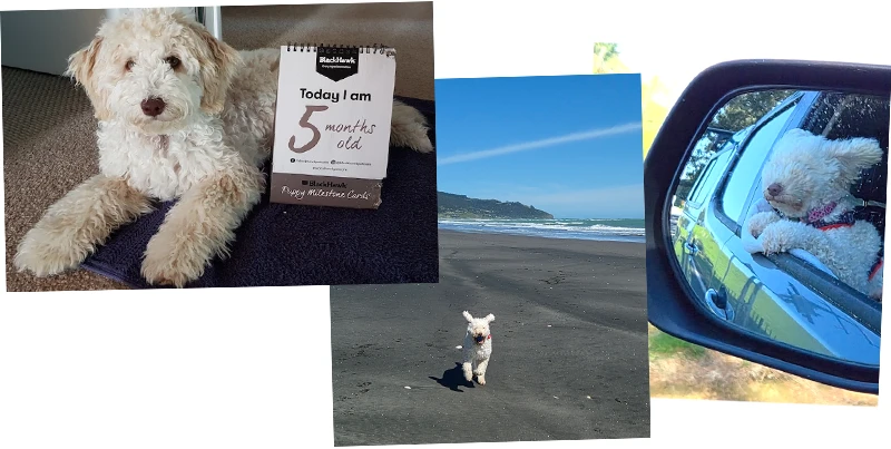 犬と人そしてビーチが大好き♡