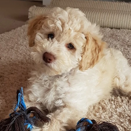 ルーシー:ミニチュアラブラドゥードル