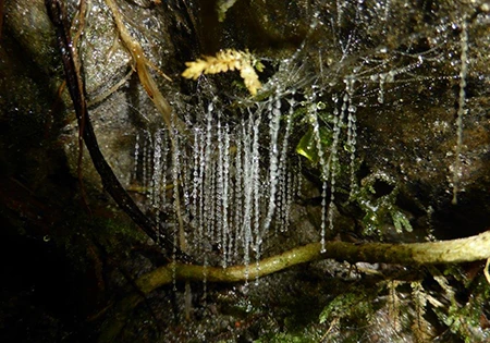 Ōtari Glow Worm Tour