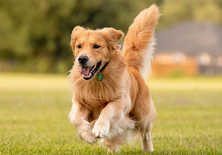 cap-left 愛犬の登録更新まもなく開始