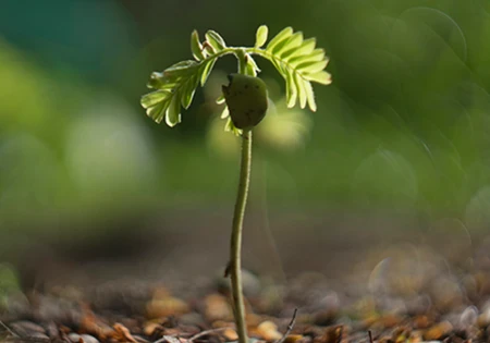cap-left 苗木無料配布キャンペーン:在来植物を植えよう