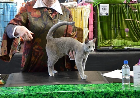 cap-left NZCF National Cat Show