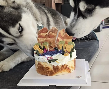 誕生日はペット用ケーキでお祝い