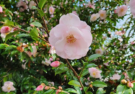 Auckland Botanic Gardens