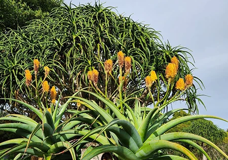 Auckland Botanic Gardens
