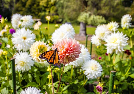 クライストチャーチ植物園
Christchurch Botanic Gardens