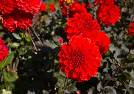 ダニーデン植物園
Dunedin Botanic Garden