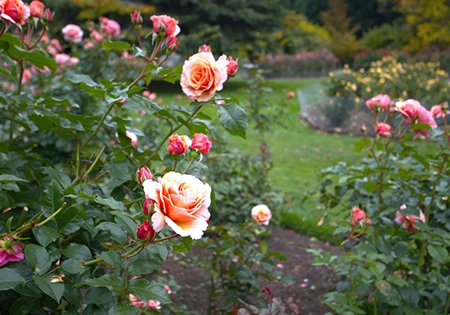 クイーンズタウン・ガーデンズ
Queenstown Gardens